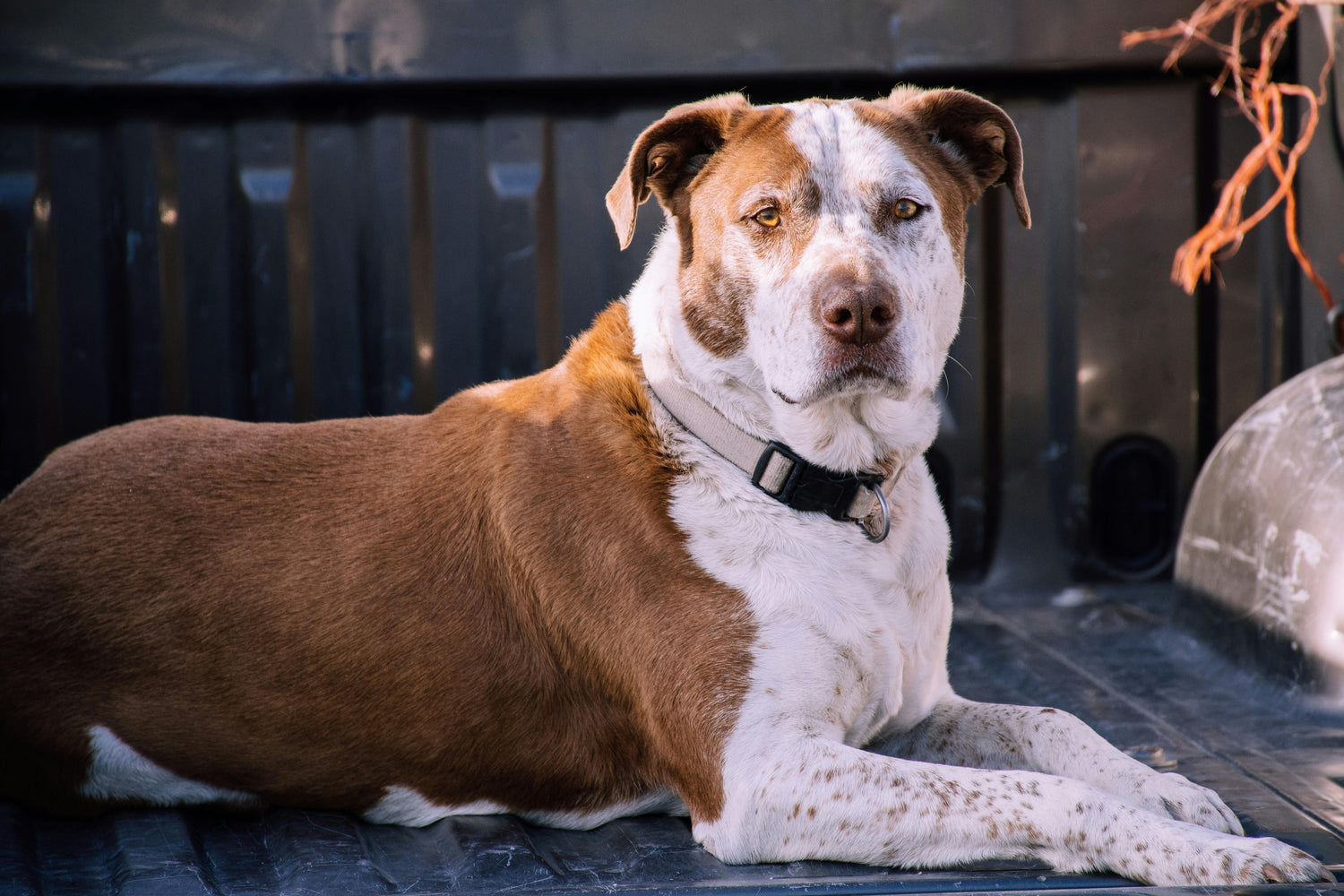 Collars, Leashes and Harnesses