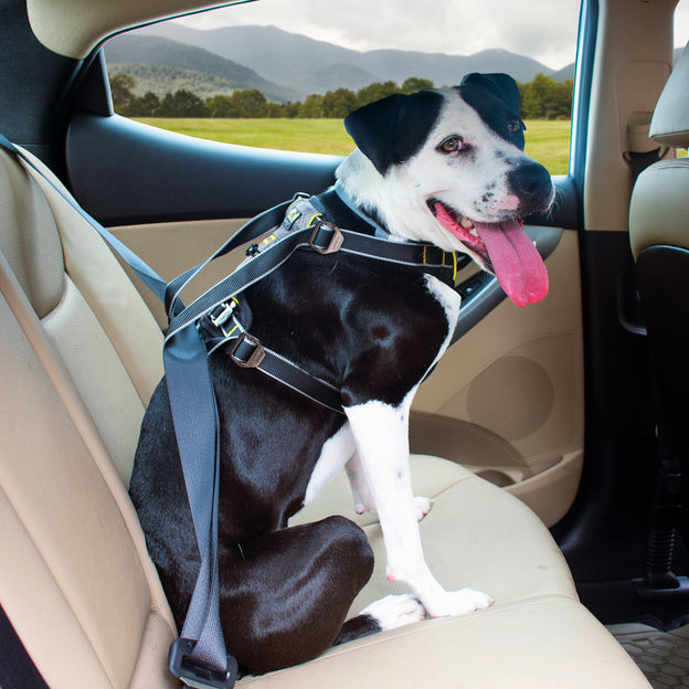 Impact Dog Car Harness