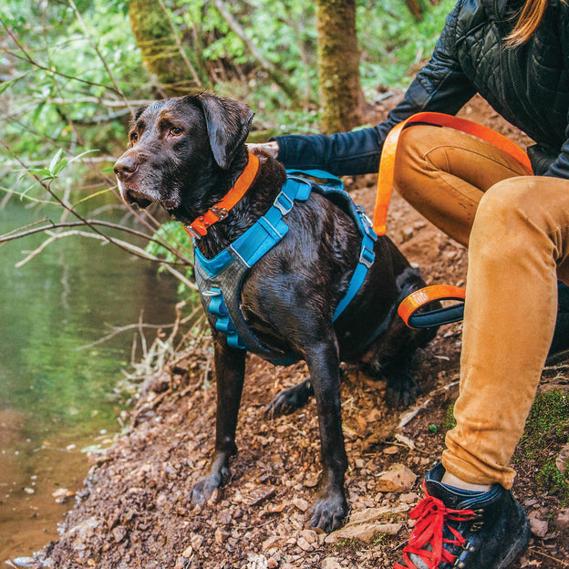 Journey Air Dog Harness