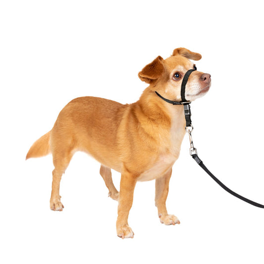 Gentle Leader® Headcollar, No-Pull Dog Collar